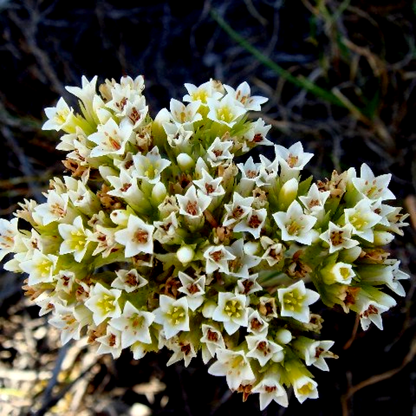 Crassula flava