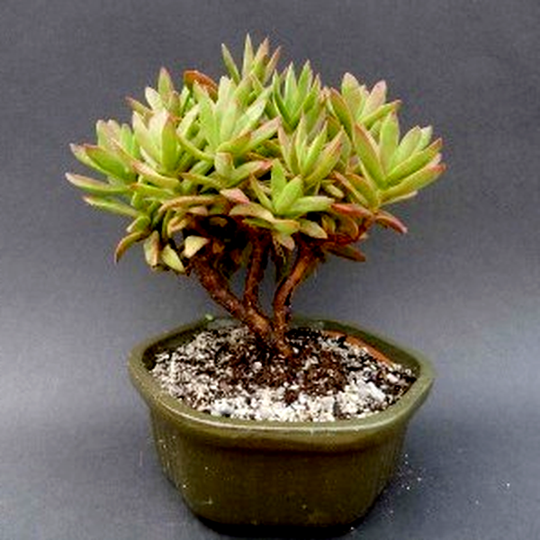 Crassula mollis