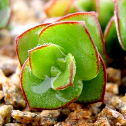 Crassula pellucida