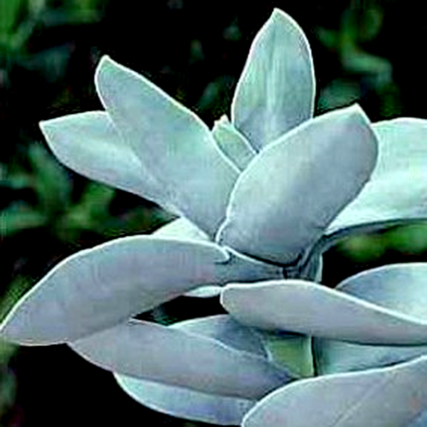 Crassula perfoliata var. minor