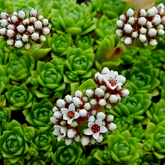 Crassula setulosa