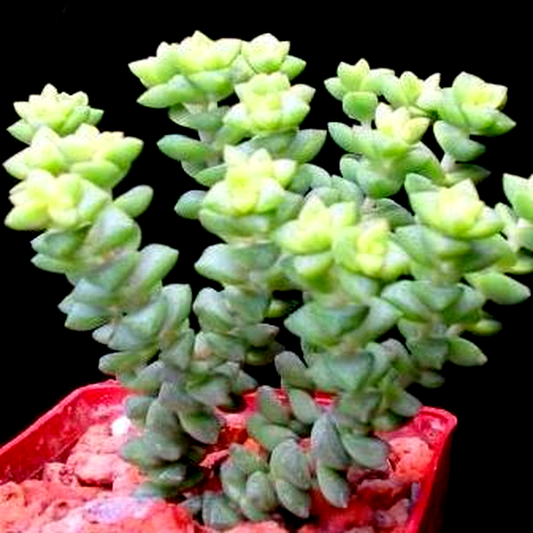 Crassula subaphylla