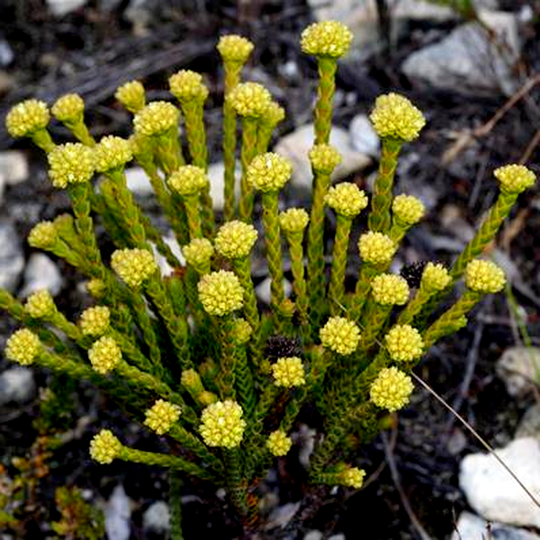 Crassula subulata var fastigiata