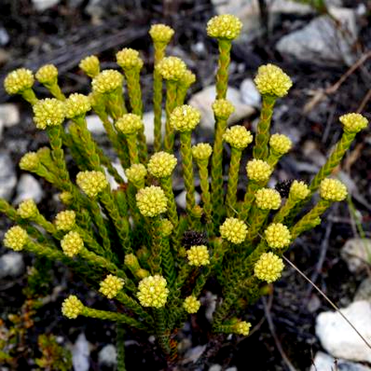 Crassula subulata var fastigiata