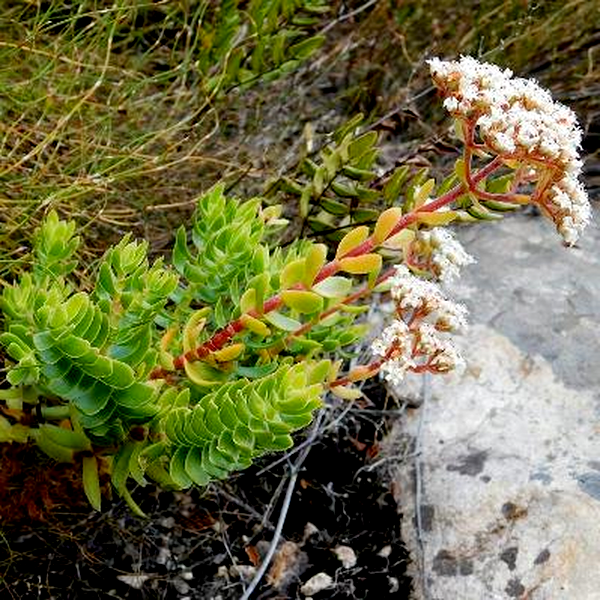Crassula undulosa
