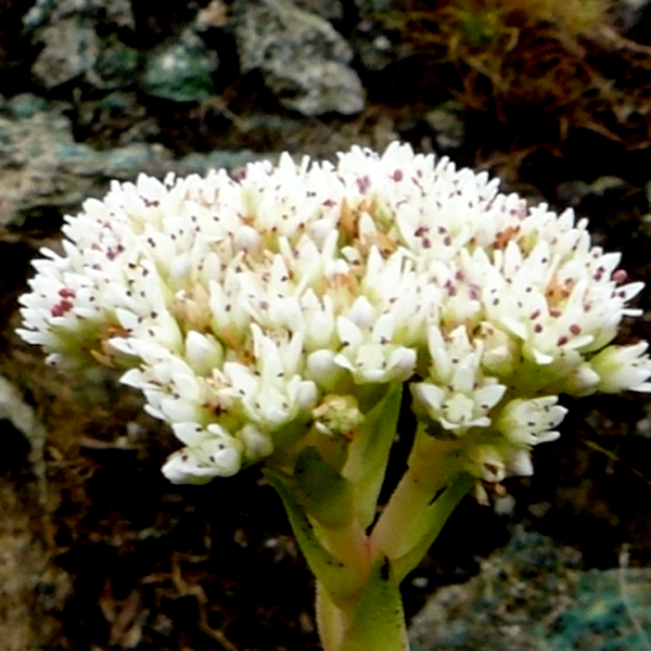 Crassula vaginata