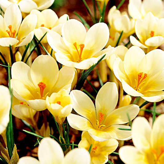 Cream Beauty