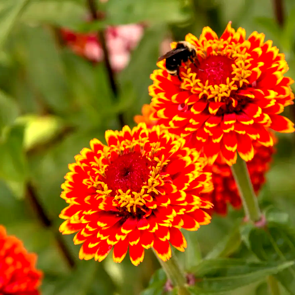 Crouching Tiger Zinnia Seeds