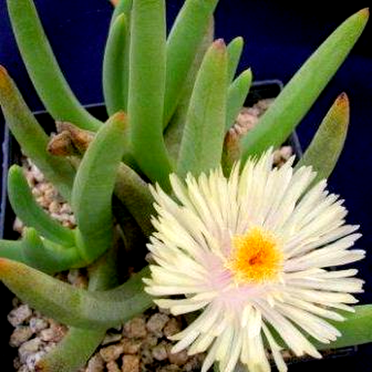 Cylindrophyllum comptonii