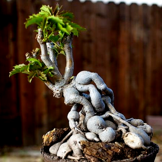 Cyphostemma cirrhosum