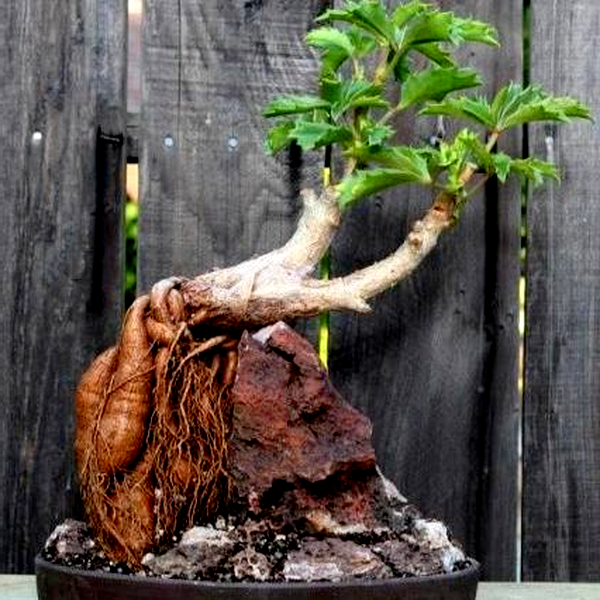 Cyphostemma quinatum