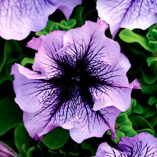 Daddy® Blue Petunia Seeds