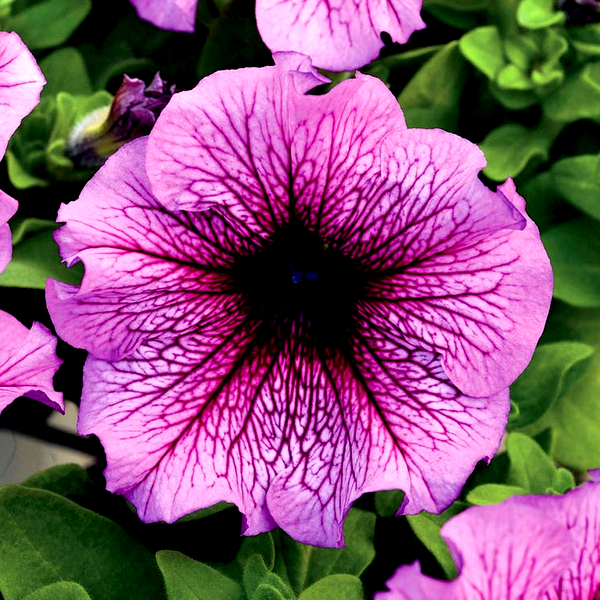 Daddy® Sugar Petunia Seeds