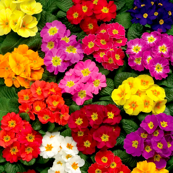 Danova Full Mix Hybrid Primula Seeds