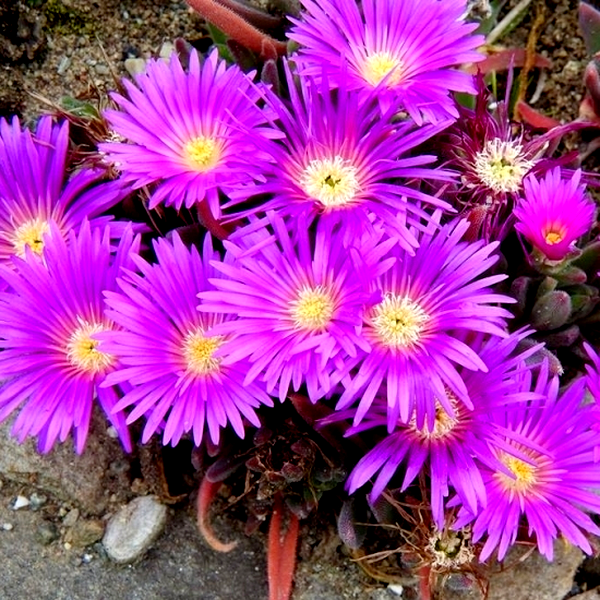 Delosperma brunthaleri Magenta