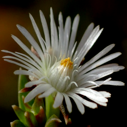 Delosperma inconspicuum