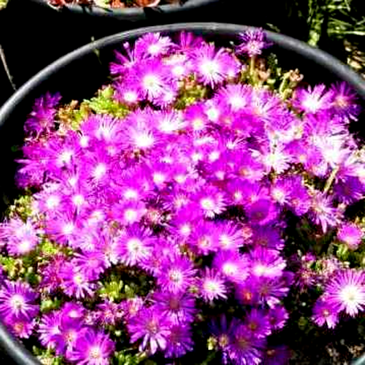Delosperma lavisiae