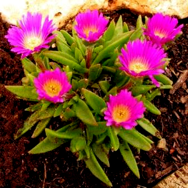 Delosperma sutherlandii