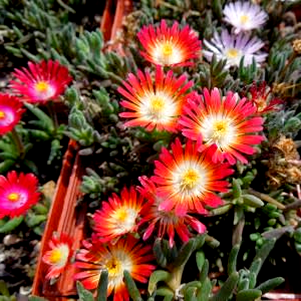 Delosperma testaceum