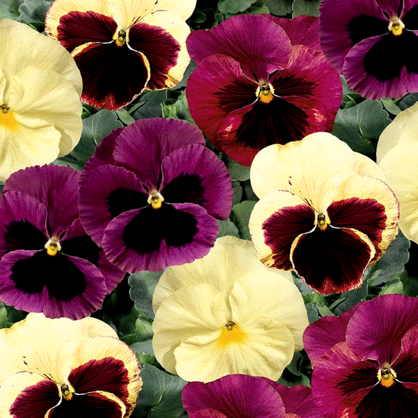 Delta® Classic Apple Cider Mix Pansy Seeds