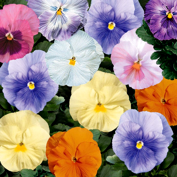 Delta® Classic Watercolors Mix Pansy Seeds