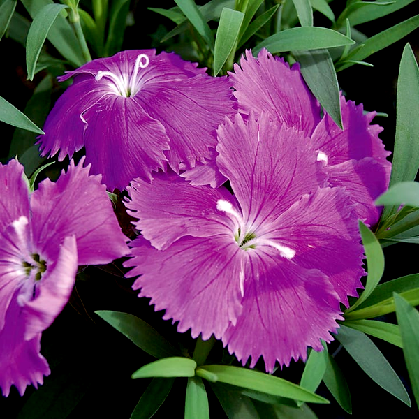 Diana Blueberry Dianthus Seeds
