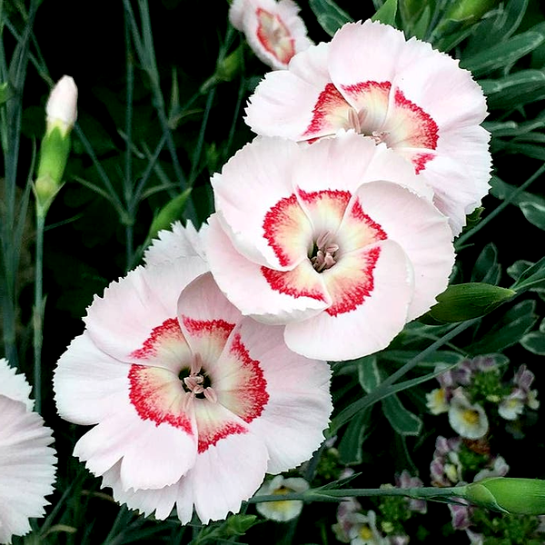 Dianthus American Pie® Georgia Peach Pie