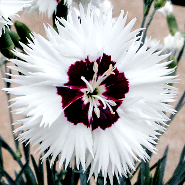 Dianthus Star Single™ Stargazer