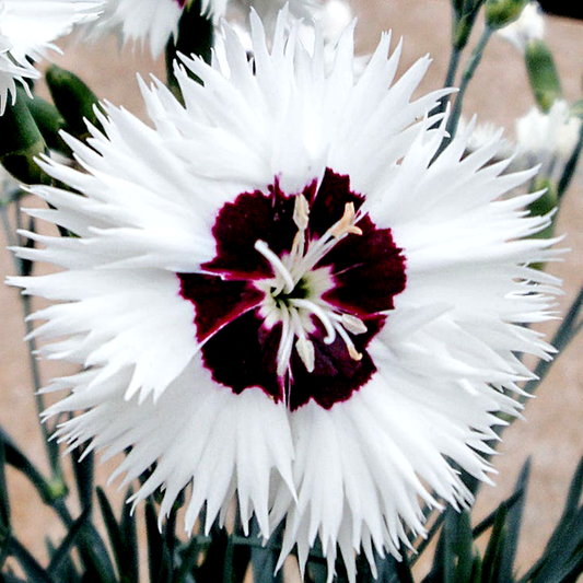 Dianthus Star Single™ Stargazer
