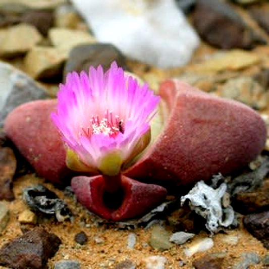 Didymaotus lapidiformis