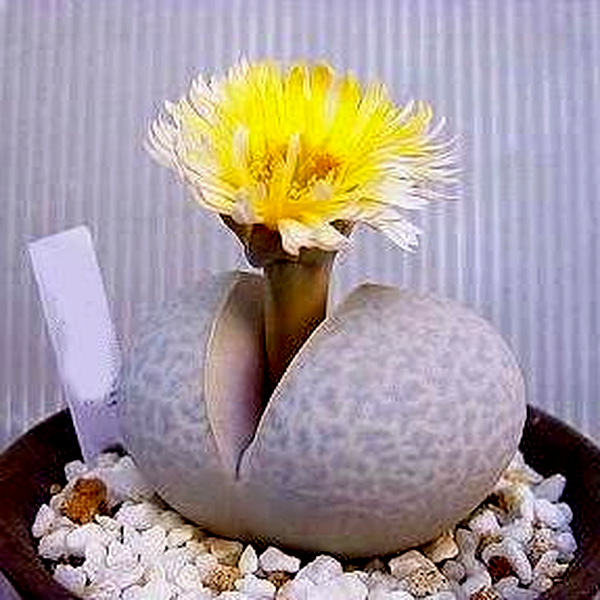 Dinteranthus pole-evansii