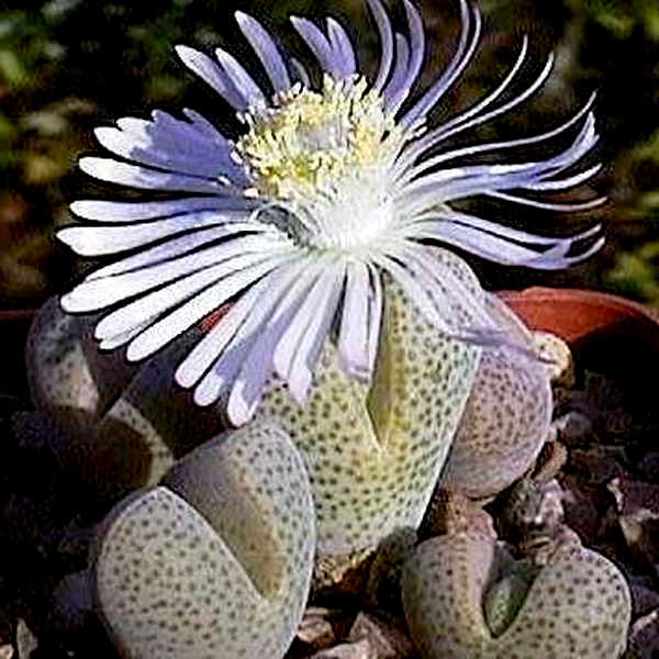 Dinteranthus puberulus