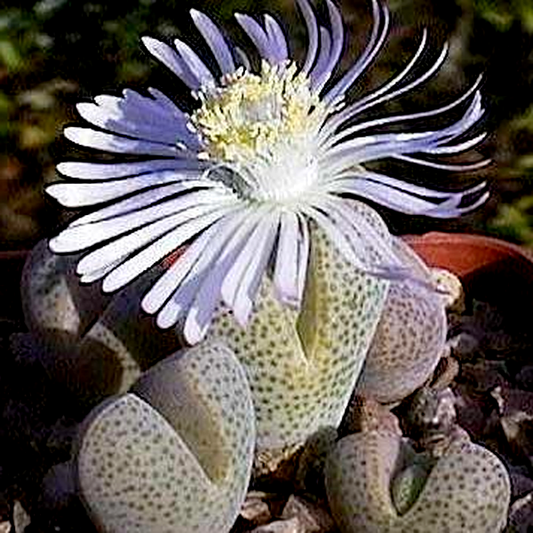 Dinteranthus puberulus