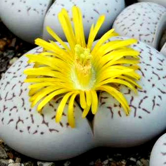 Dinteranthus vanzylii