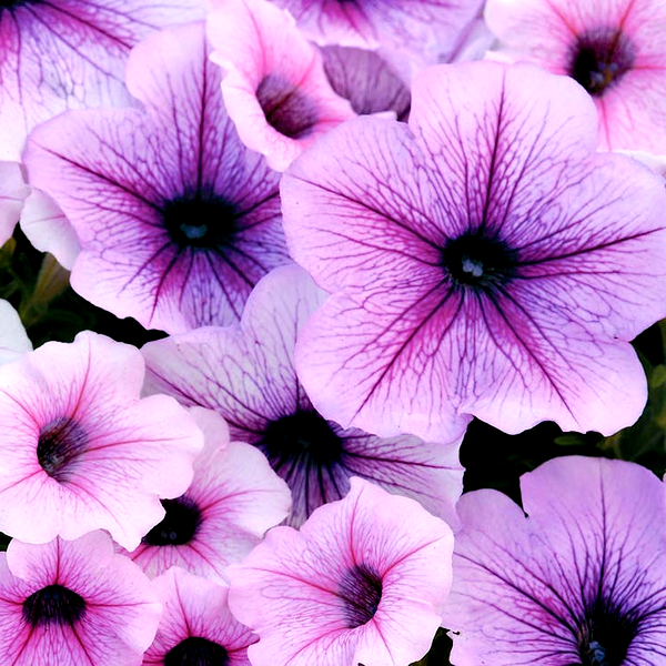 Dolcissima Fragolino Petunia Seeds