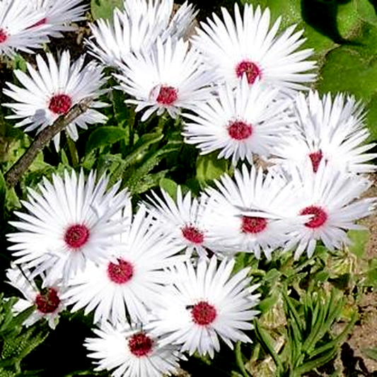 Dorotheanthus maughanii