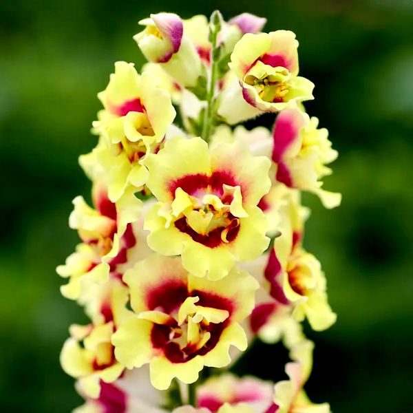DoubleShot™ Yellow Red Heart Snapdragon Seeds