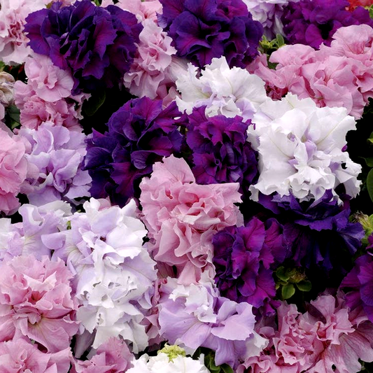 Double Cascade Mix Hybrid Double Petunia Seeds