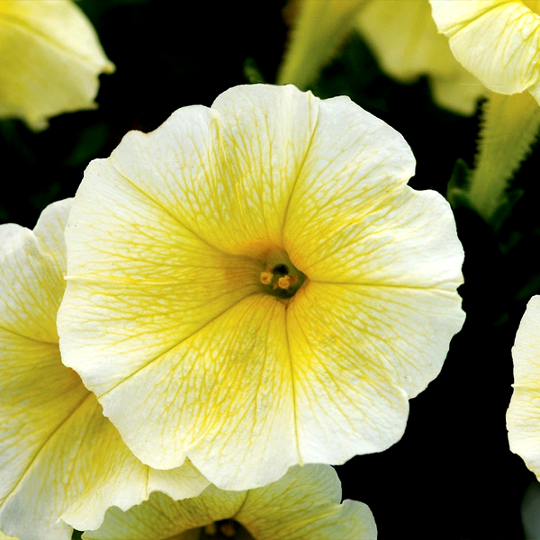 Double Cascade Mixture Double Petunia Seeds