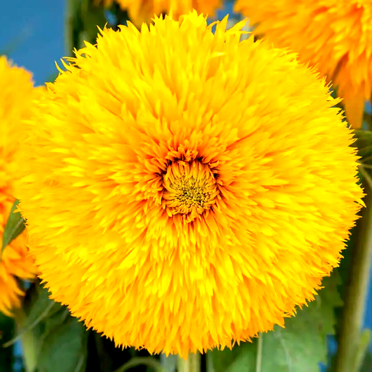 Double Sunking Sunflower Seeds