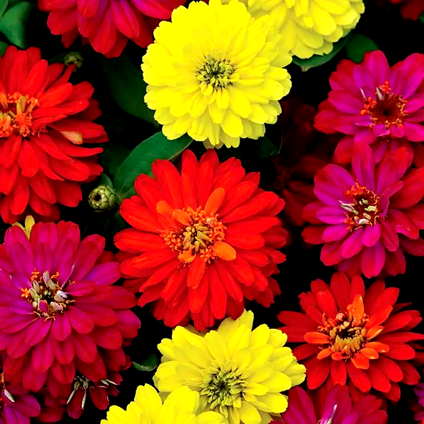 Double Zahara™ Brilliant Mix Zinnia Seeds