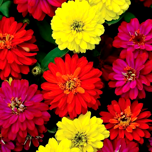 Double Zahara™ Brilliant Mix Zinnia Seeds