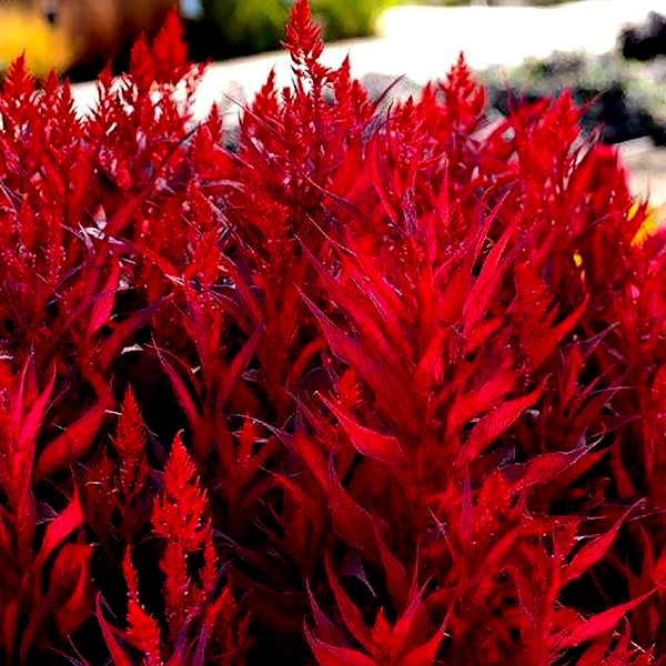 Dragon's Breath® Celosia Seeds