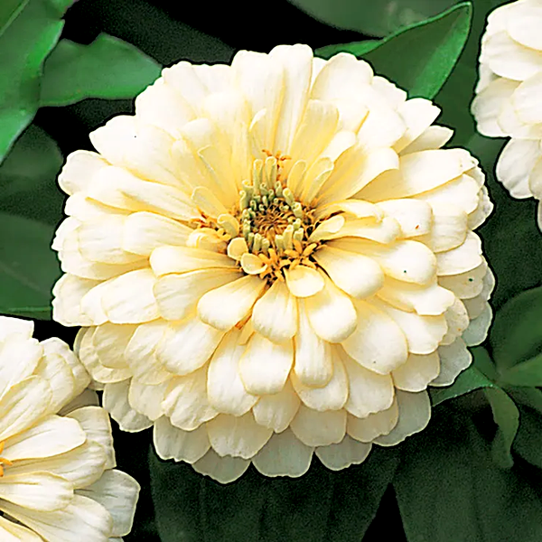 Dreamland™ Ivory Hybrid Zinnia Seeds
