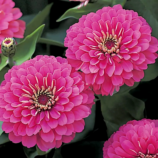 Dreamland™ Pink Zinnia Seeds - Hybrid