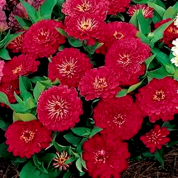 Dreamland™ Red Bulk Zinnia Seeds - Hybrid