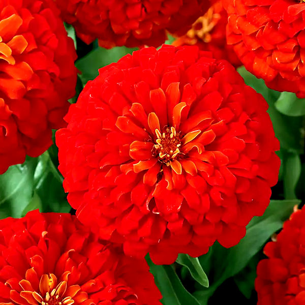 Dreamland™ Scarlet Hybrid Zinnia Seeds