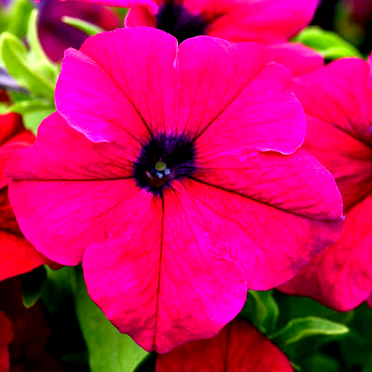 Dreams™ Burgundy Petunia Seeds