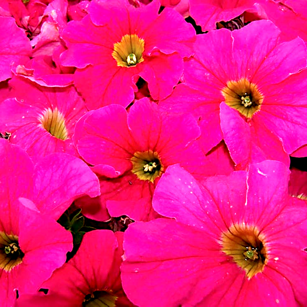 Dreams™ Pink Petunia Seeds