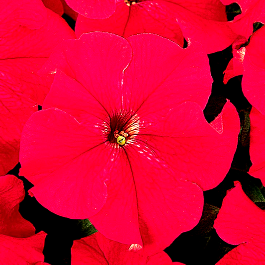 Dreams™ Red Petunia Seeds